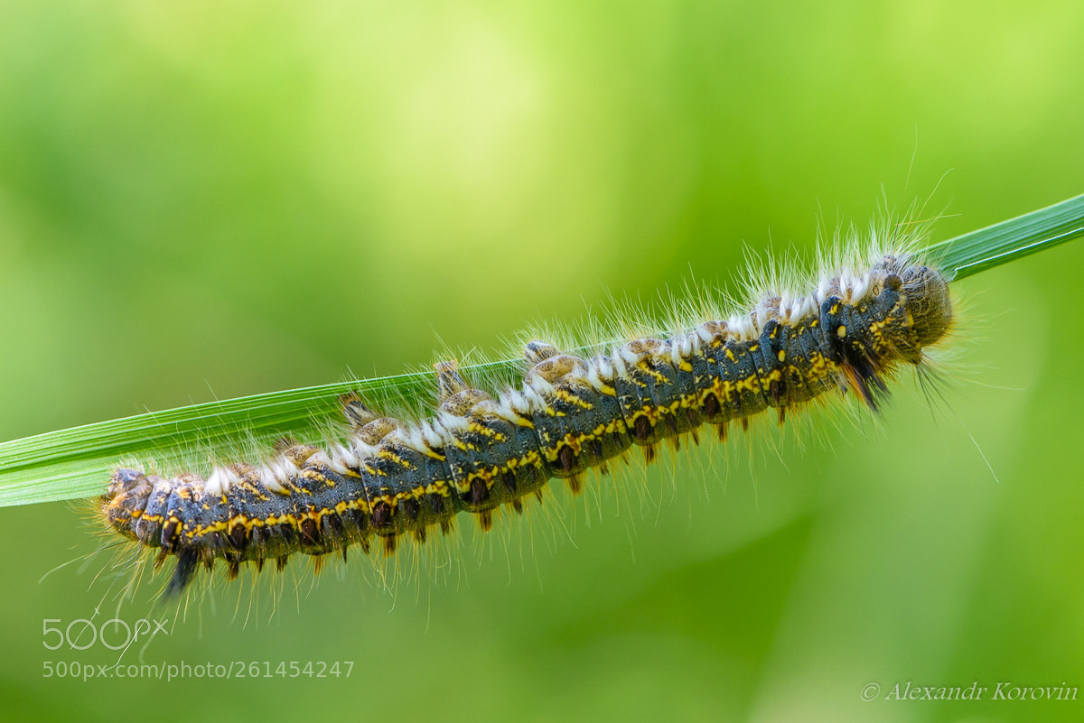 Nikon D610 sample photo. ... photography