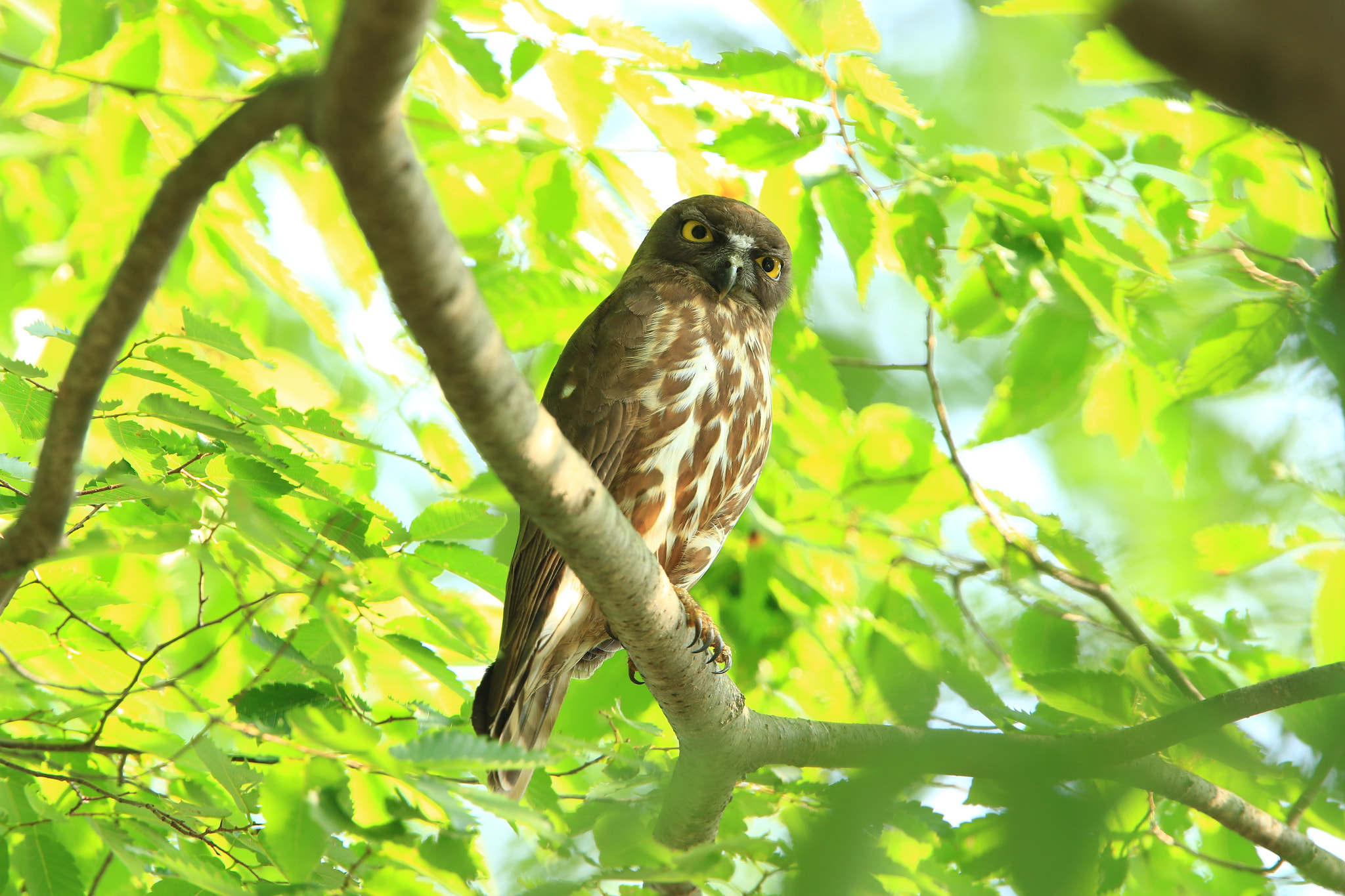 Canon EOS 7D Mark II + Canon EF 400mm F2.8L IS USM sample photo. Brown hawk owl  アオバズク photography