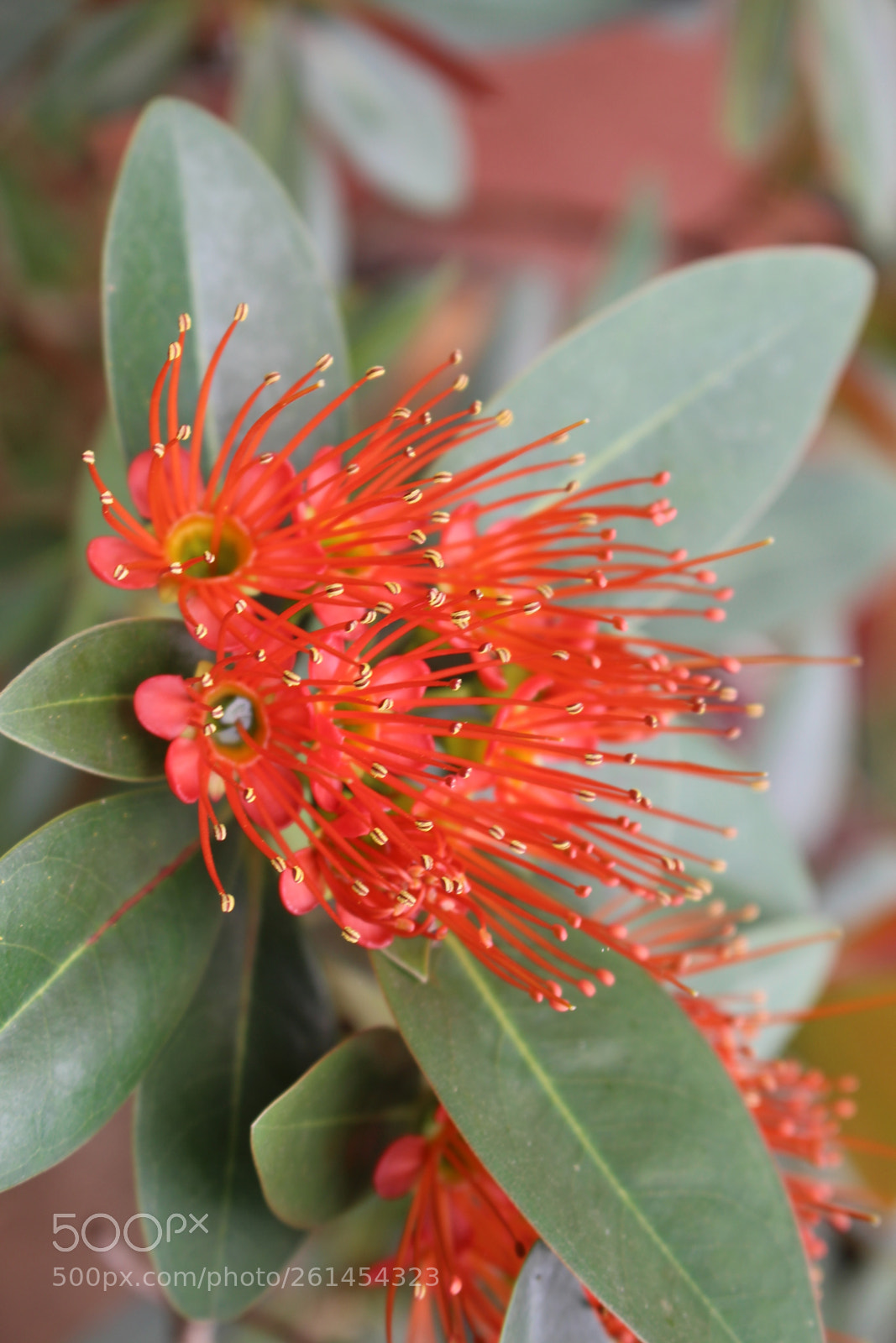 Canon EOS 700D (EOS Rebel T5i / EOS Kiss X7i) sample photo. Exploring red photography