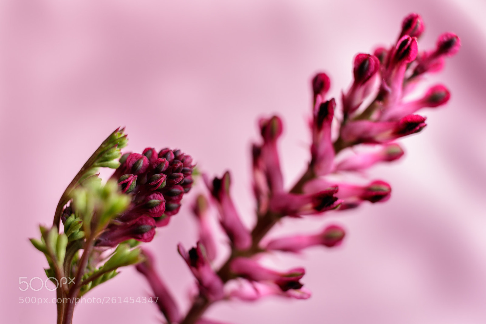Canon EOS 750D (EOS Rebel T6i / EOS Kiss X8i) sample photo. Florecillas silvestres photography