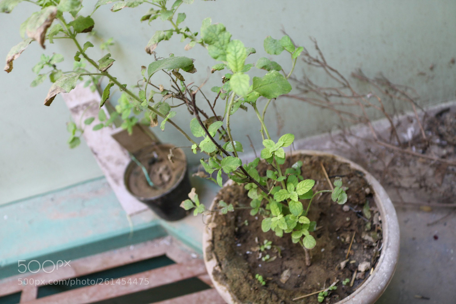 Canon EOS 750D (EOS Rebel T6i / EOS Kiss X8i) sample photo. Flowerpot photography
