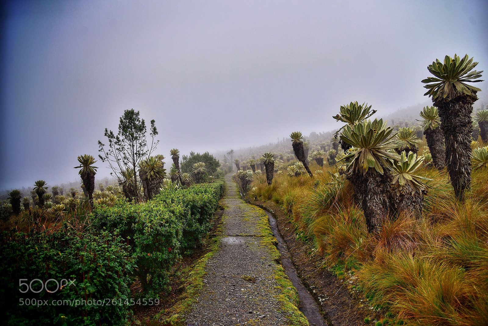 Nikon D750 sample photo. Voladero cotacachi, ecuador photography