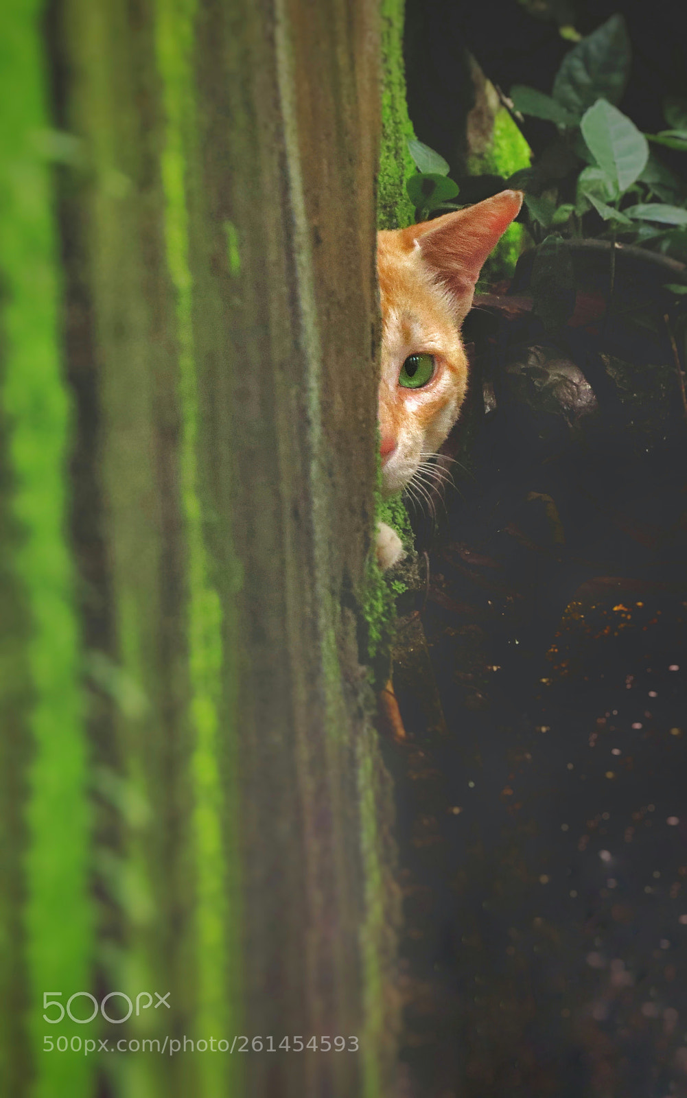Canon PowerShot SX50 HS sample photo. Cats eye photography