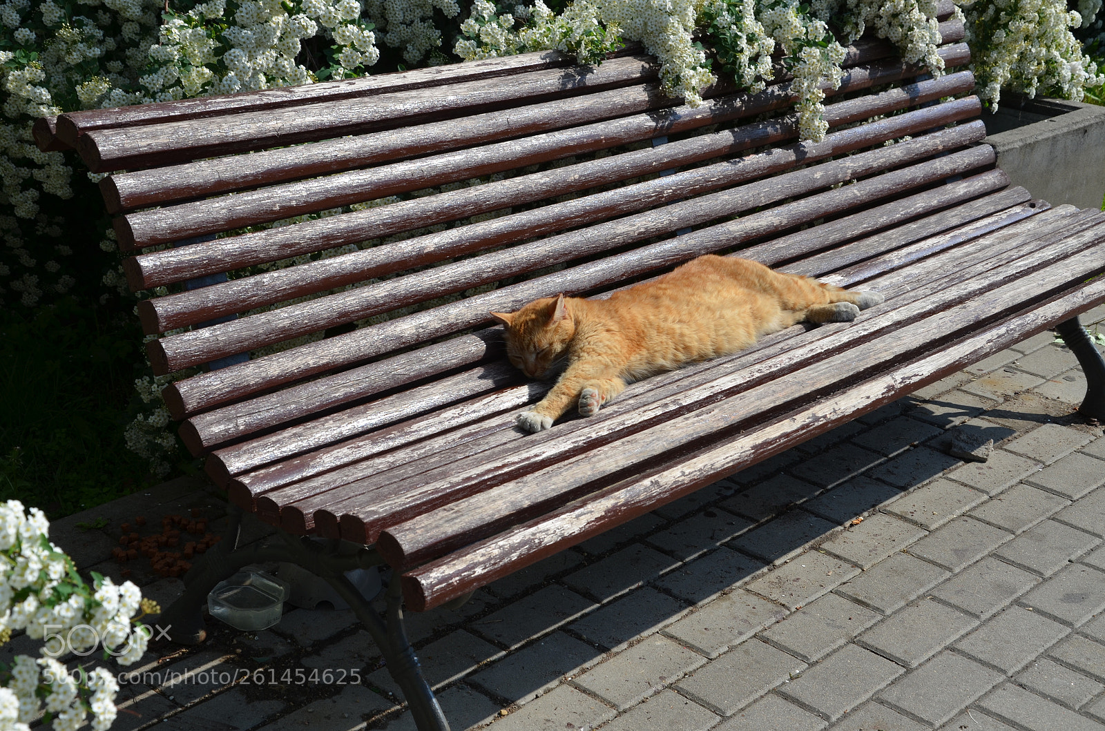 Nikon D5100 sample photo. Cat's seat photography