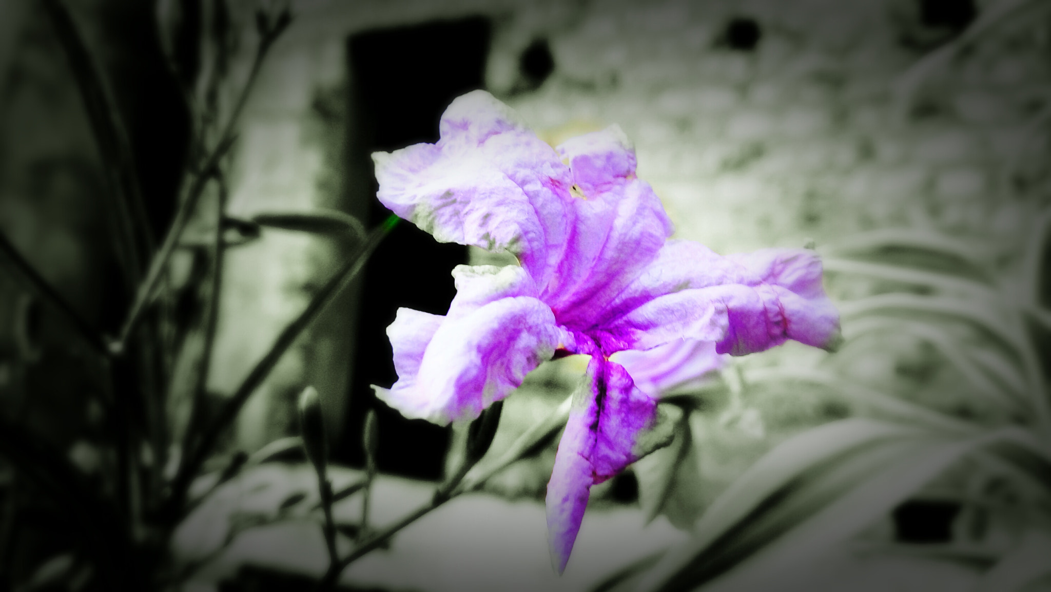 GIONEE A1 lite sample photo. Focus on flower photography