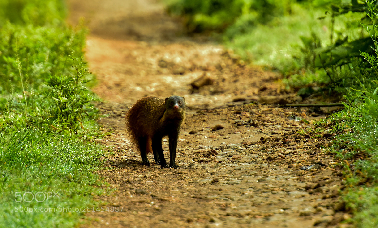 Nikon D810 sample photo. Mongoose photography