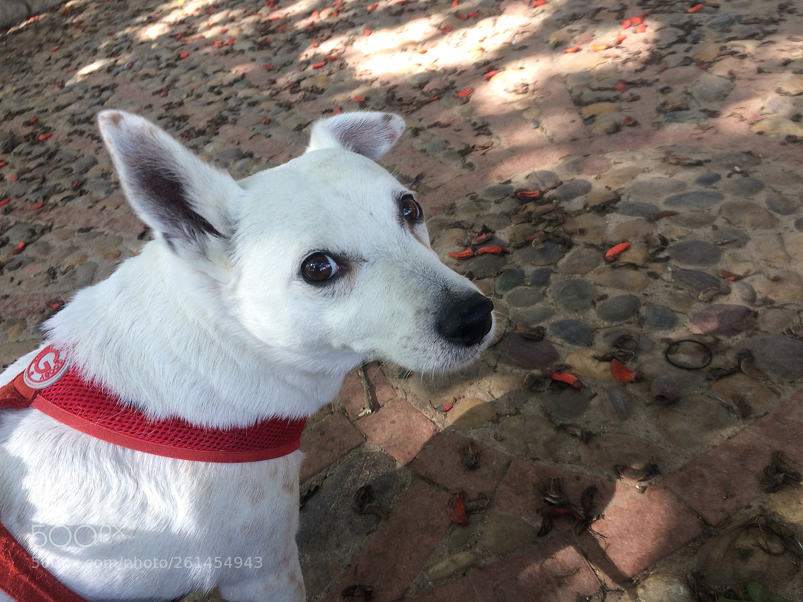 Apple iPhone 5s sample photo. Foxybuddyjune photography