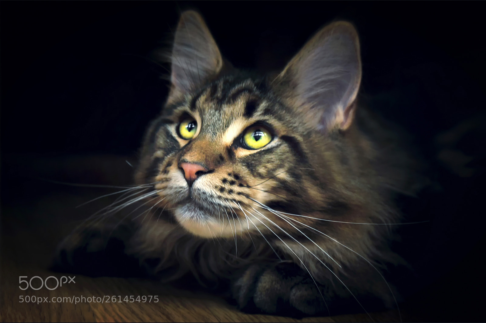 Canon EOS 50D sample photo. Cat, kitten, maine coon photography