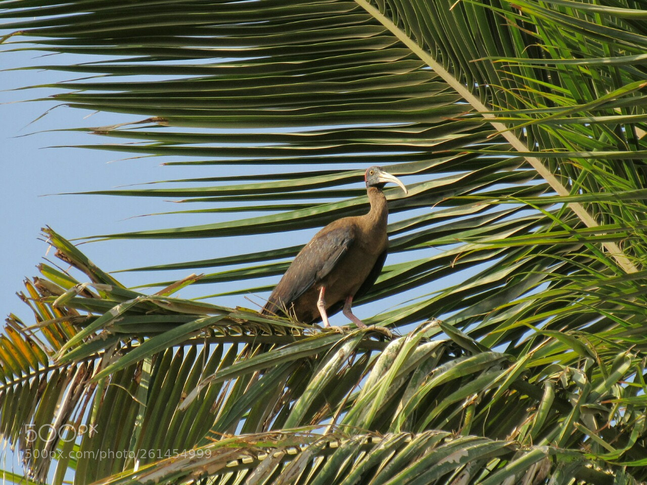 Canon PowerShot SX530 HS sample photo. Red-naped ibis photography