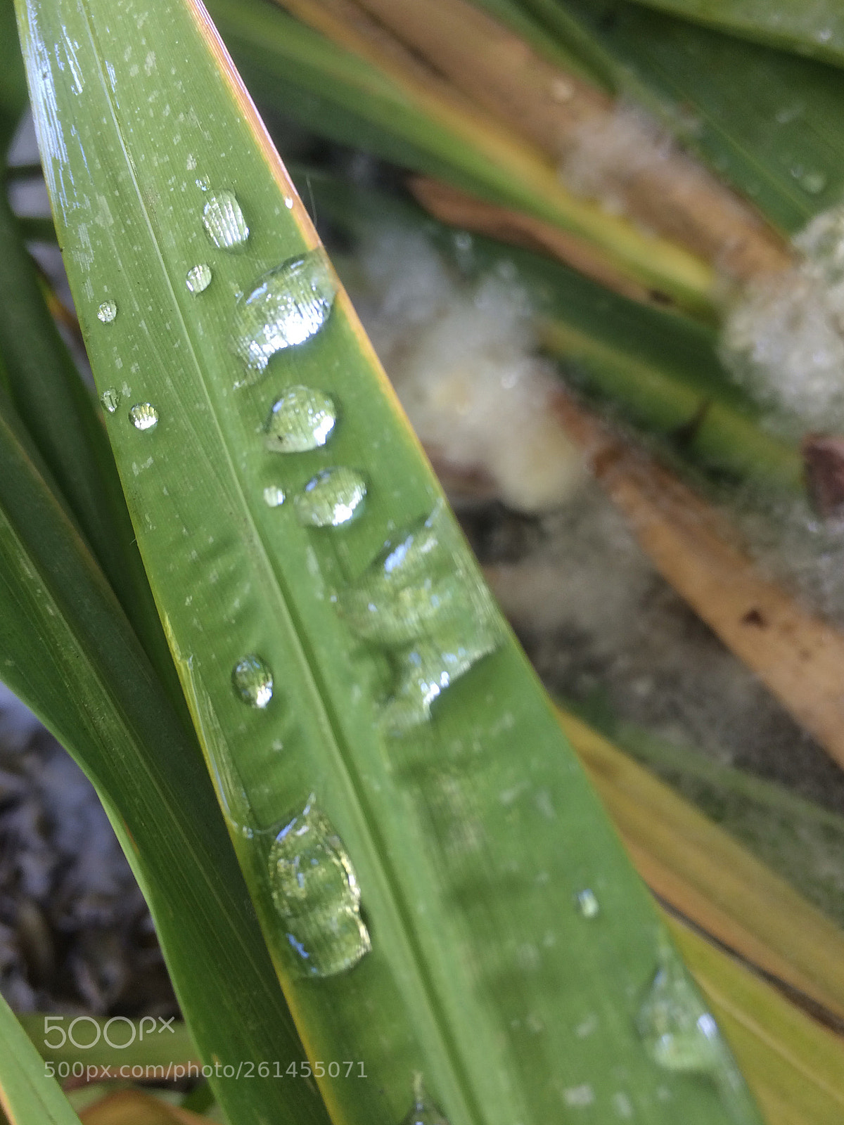 Apple iPhone 5s sample photo. Bladeofgrass photography