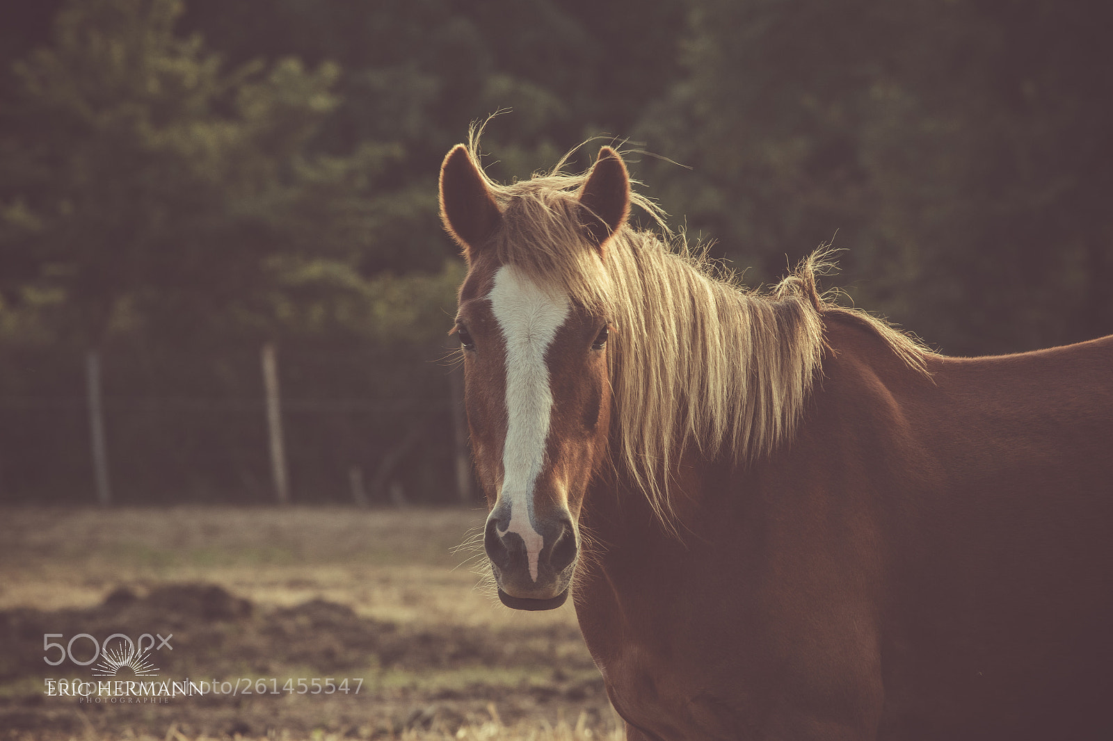 Canon EOS 7D Mark II sample photo. Face to face photography
