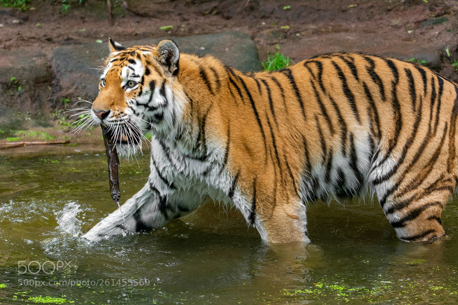 Nikon D7100 sample photo. Tiger samur... photography