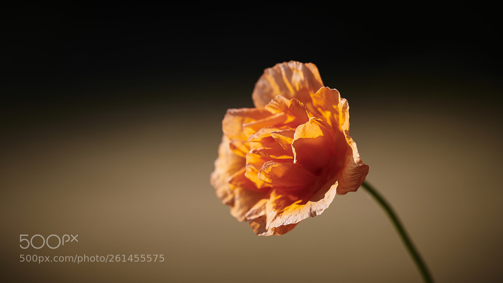 Nikon D850 sample photo. Fire poppy photography