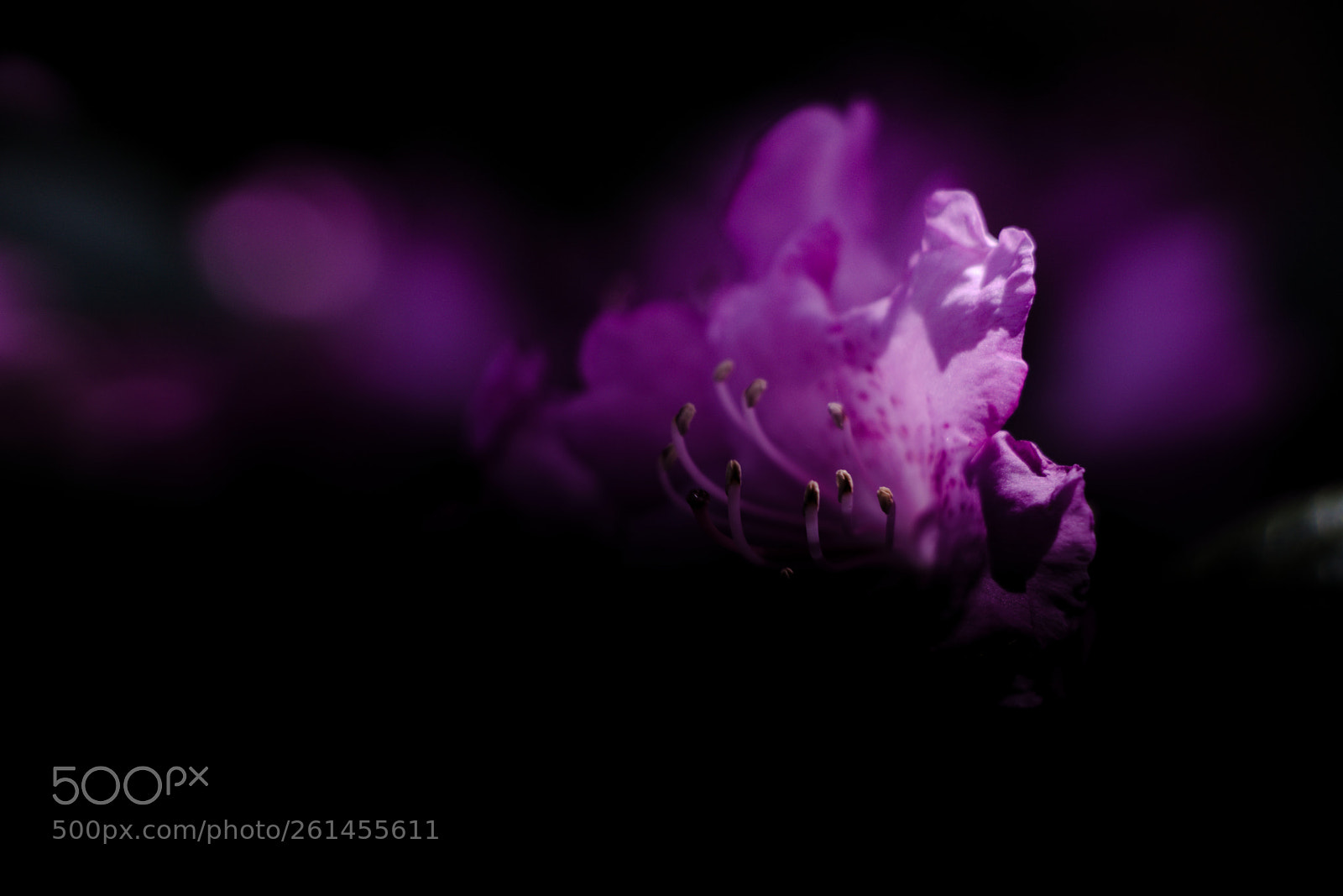 Canon EOS 80D sample photo. Flower photography