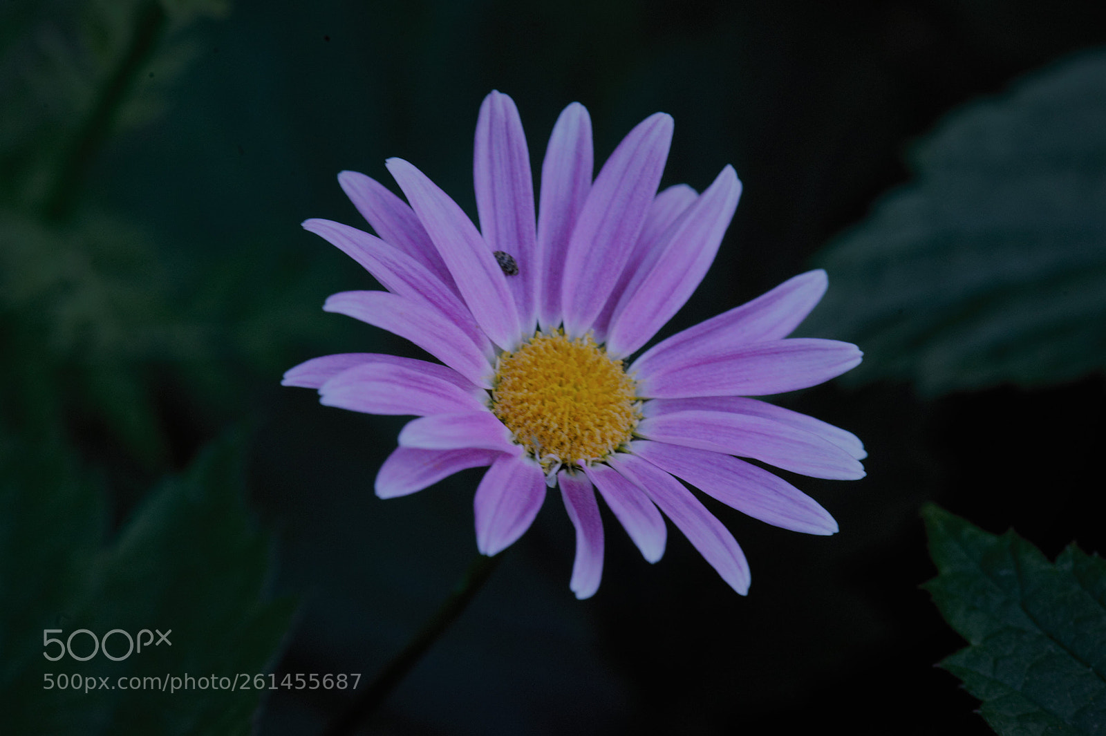 Nikon D700 sample photo. The icarus flower. photography