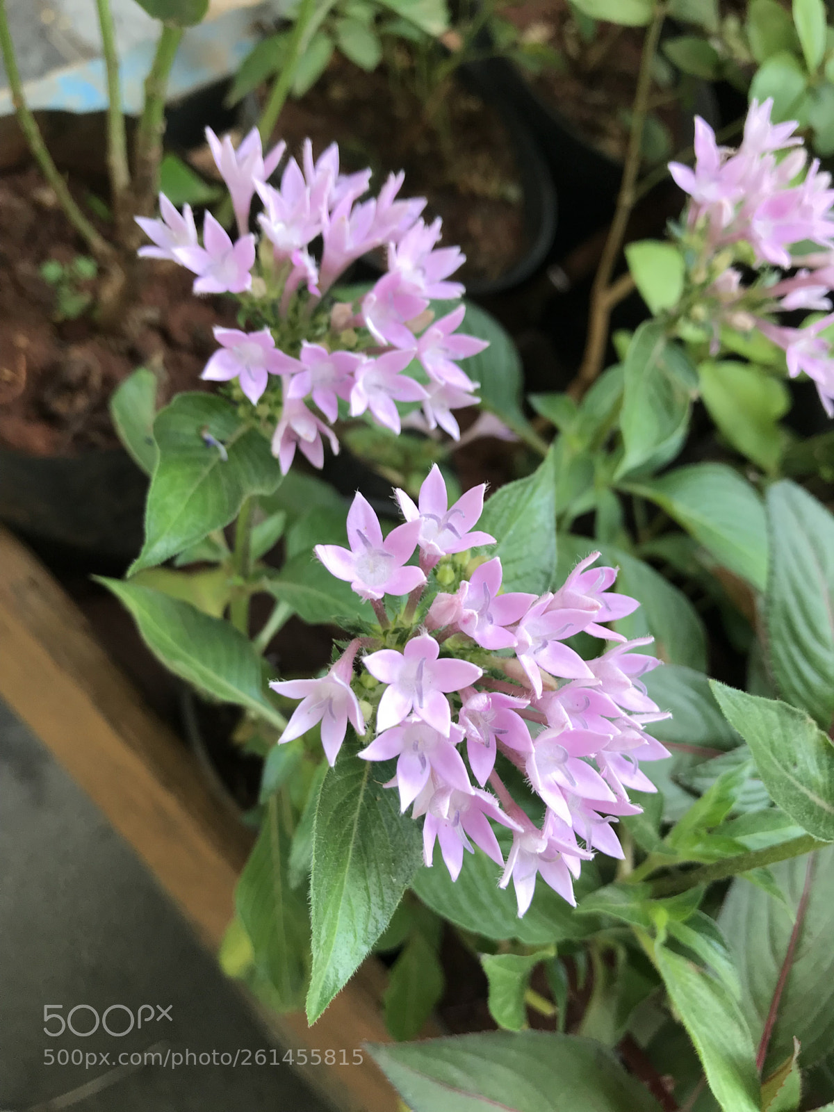 Apple iPhone 7 sample photo. Purple flowers photography