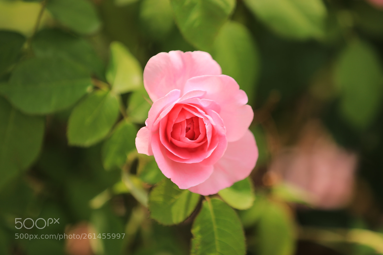 Canon EOS 5D Mark IV sample photo. Rose photography