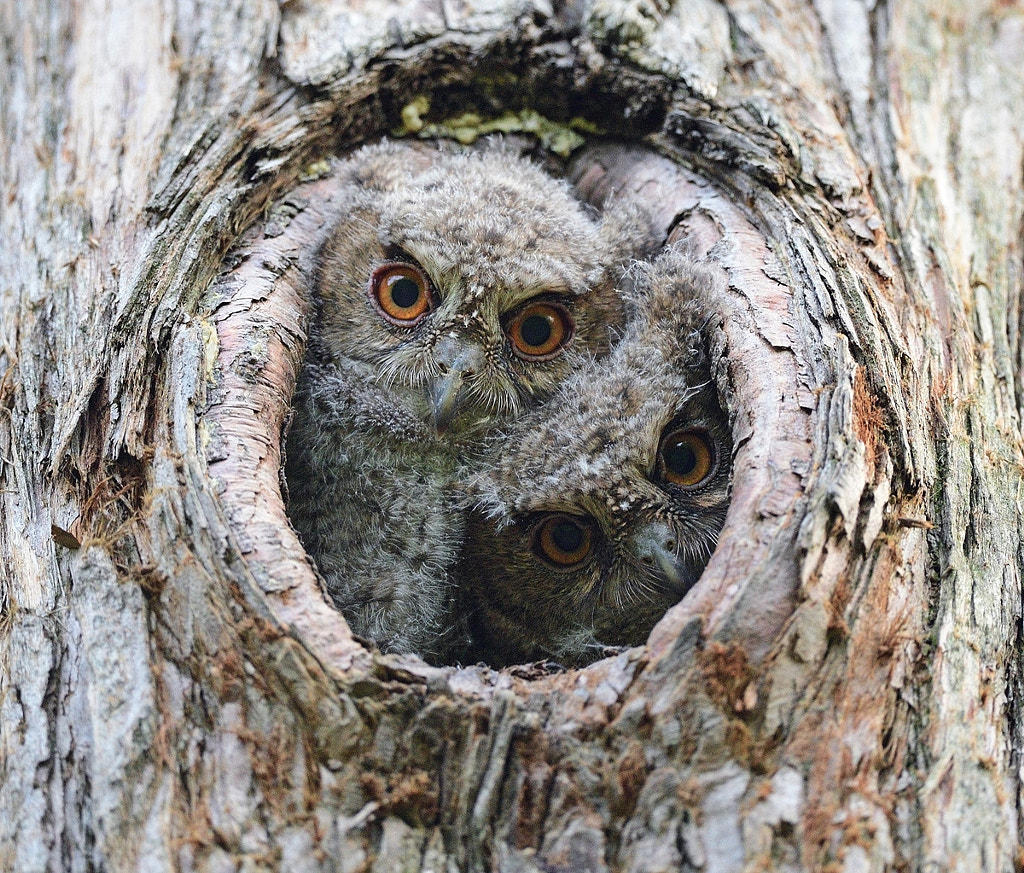 Collared Scops Owl by Young Sung Bae on 500px.com