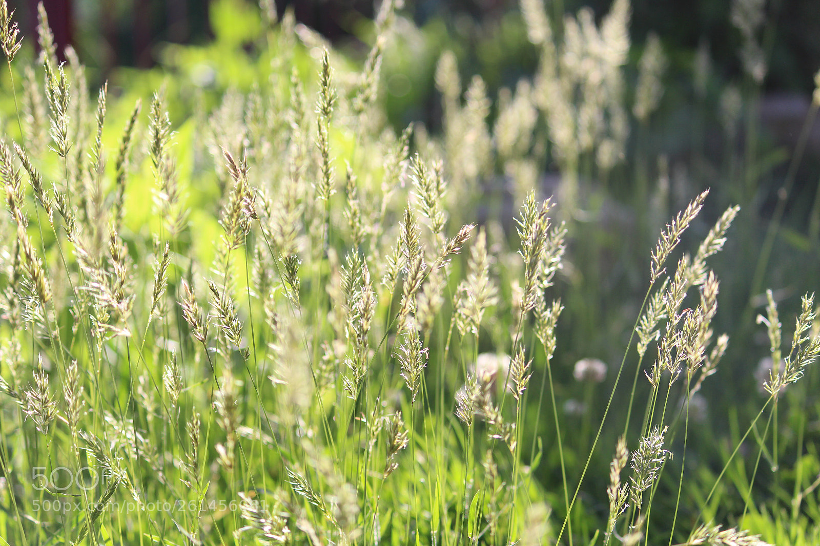 Canon EOS 700D (EOS Rebel T5i / EOS Kiss X7i) sample photo. Some see a weed,some photography