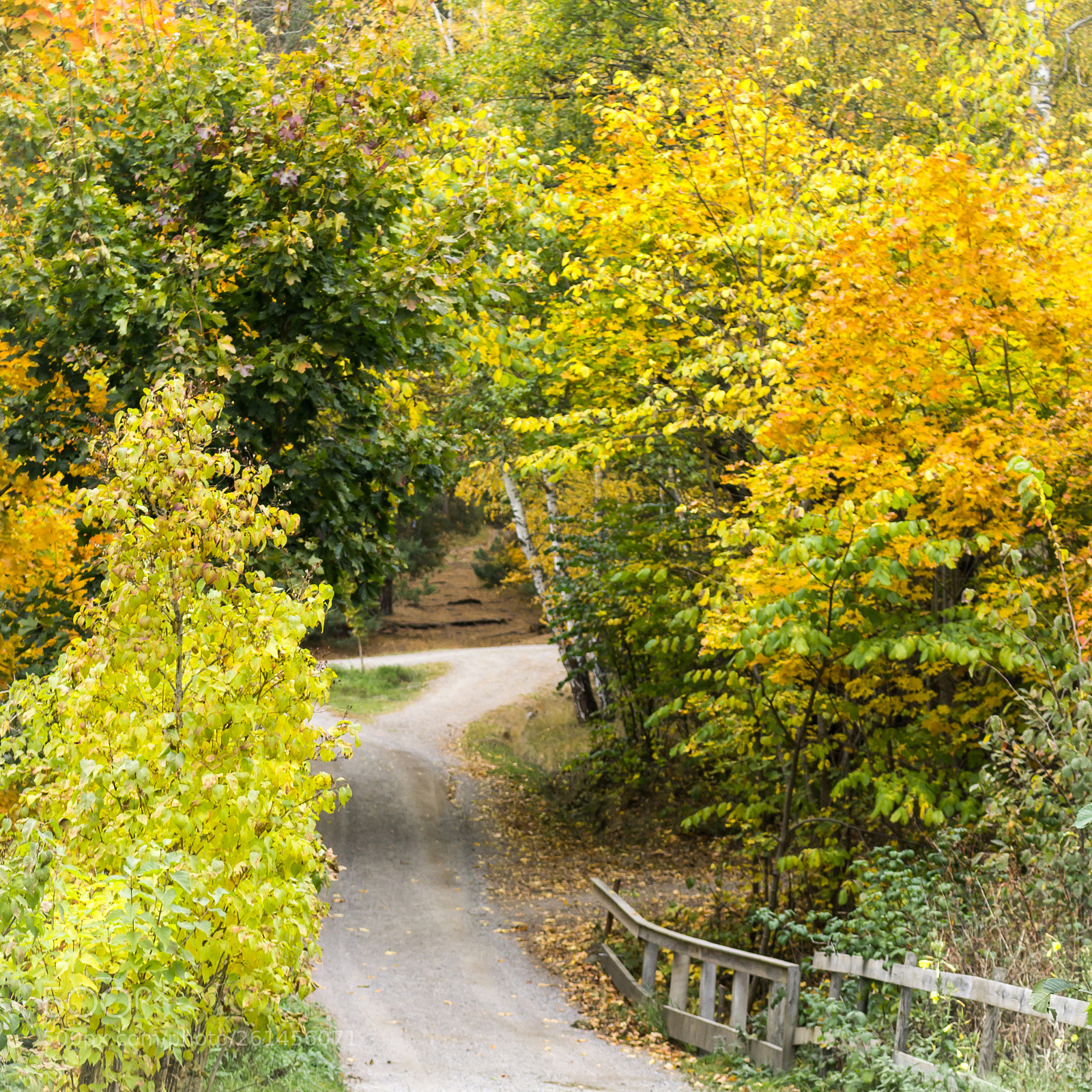 Canon EOS 70D sample photo. The secret path photography