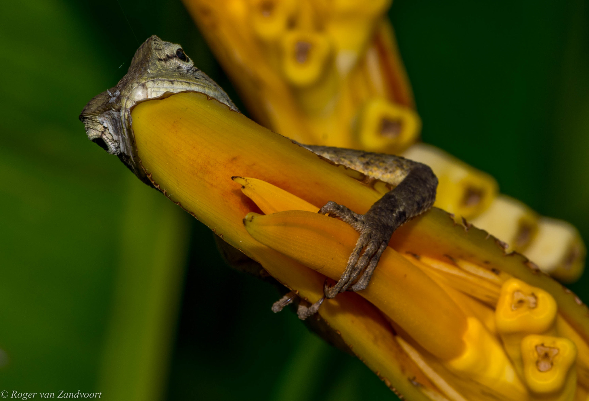 Pentax K-1 sample photo. Stealthy tree lizard photography