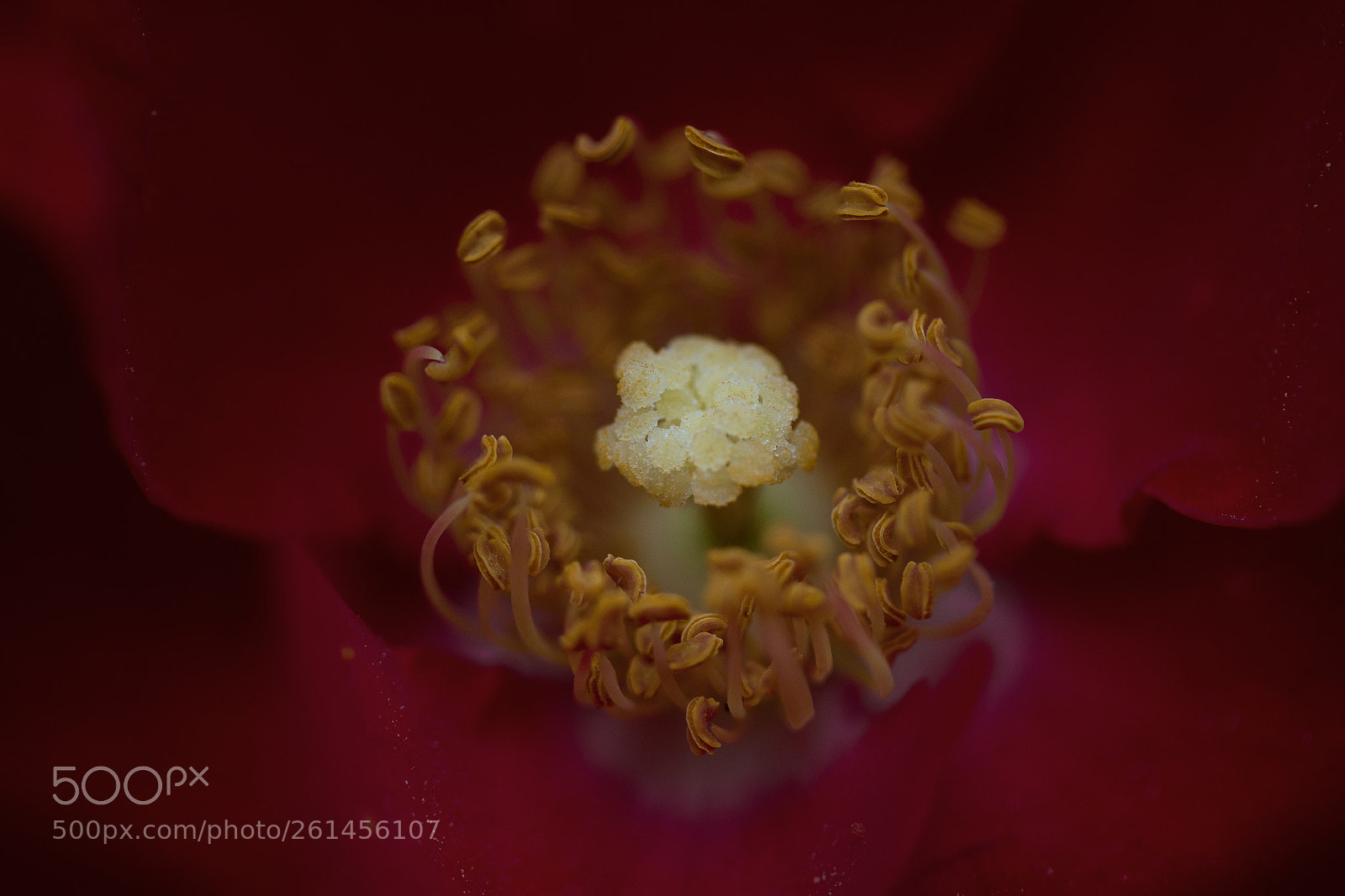 Canon EOS 60D sample photo. Bodendecker rose 'bassino' ® photography