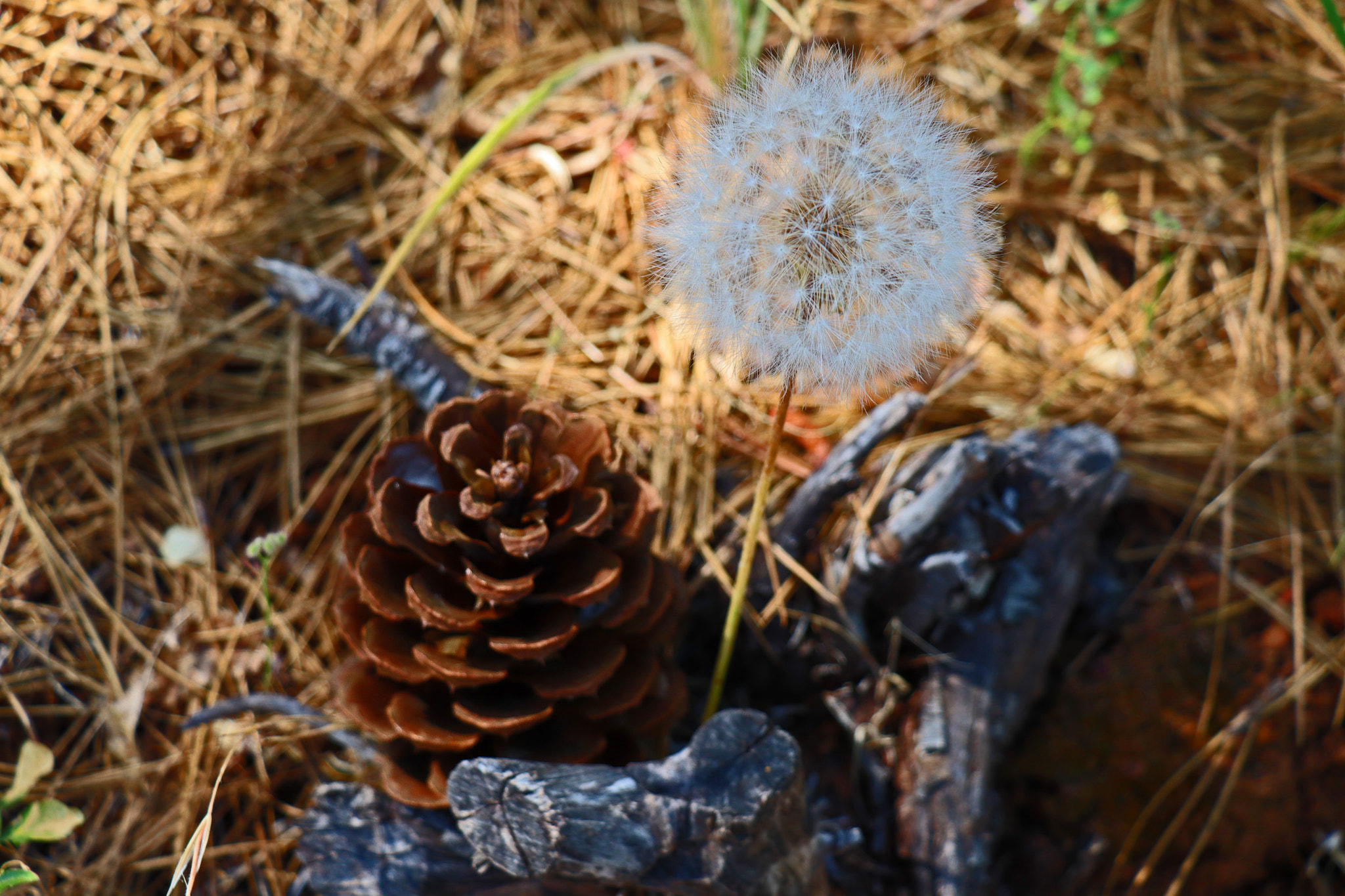 Canon EOS M50 (EOS Kiss M) sample photo. Nature's still life photography