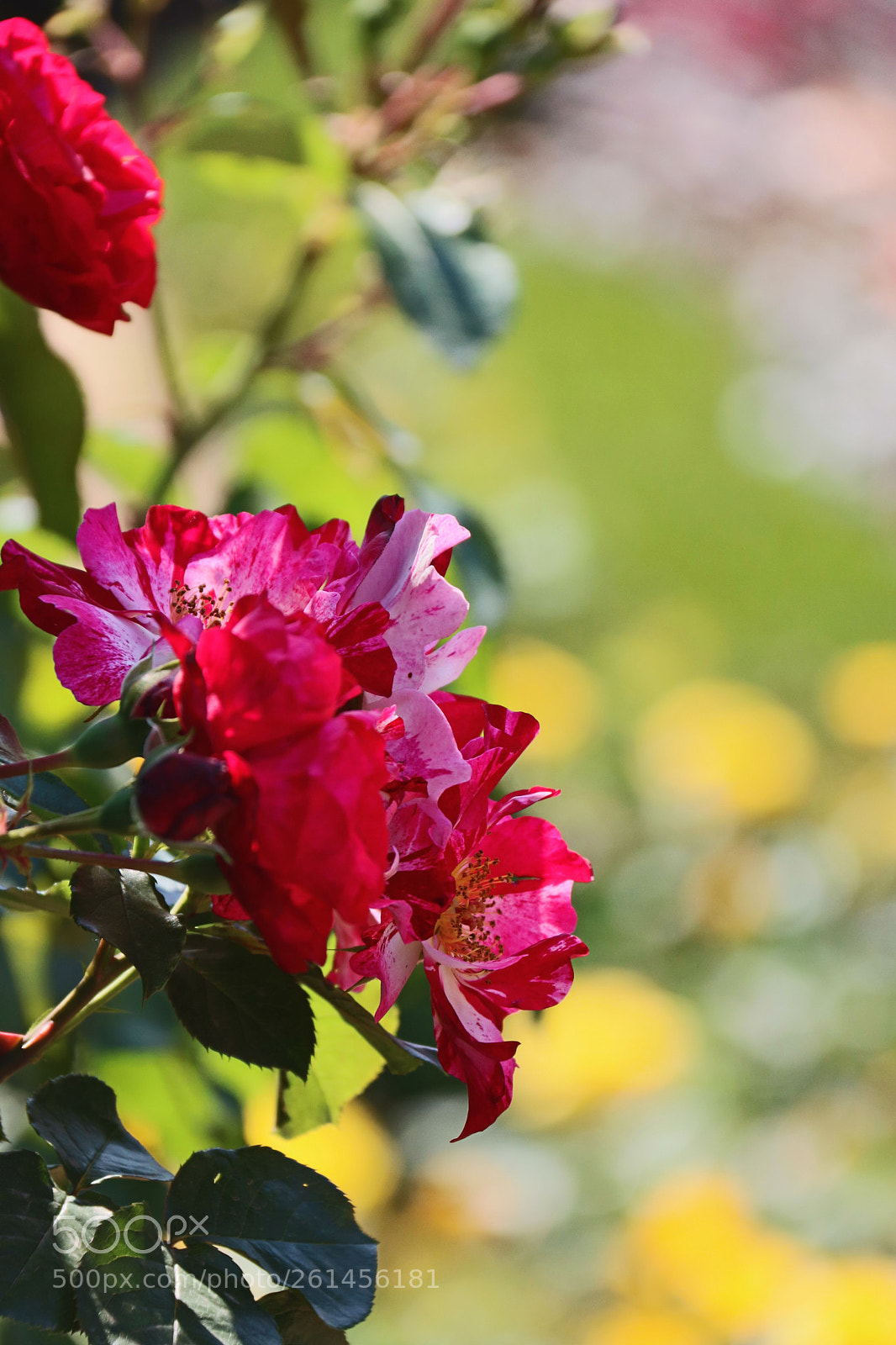 Canon EOS 750D (EOS Rebel T6i / EOS Kiss X8i) sample photo. Img photography