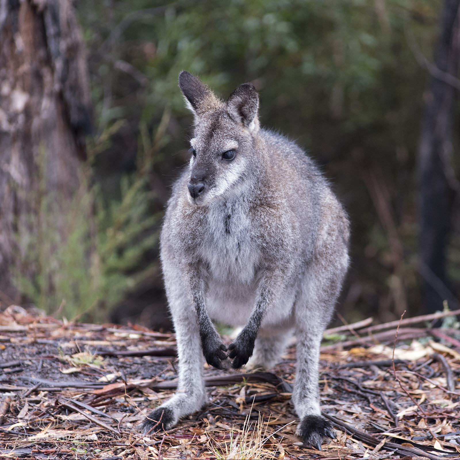 Nikon D750 sample photo. Wallaby photography
