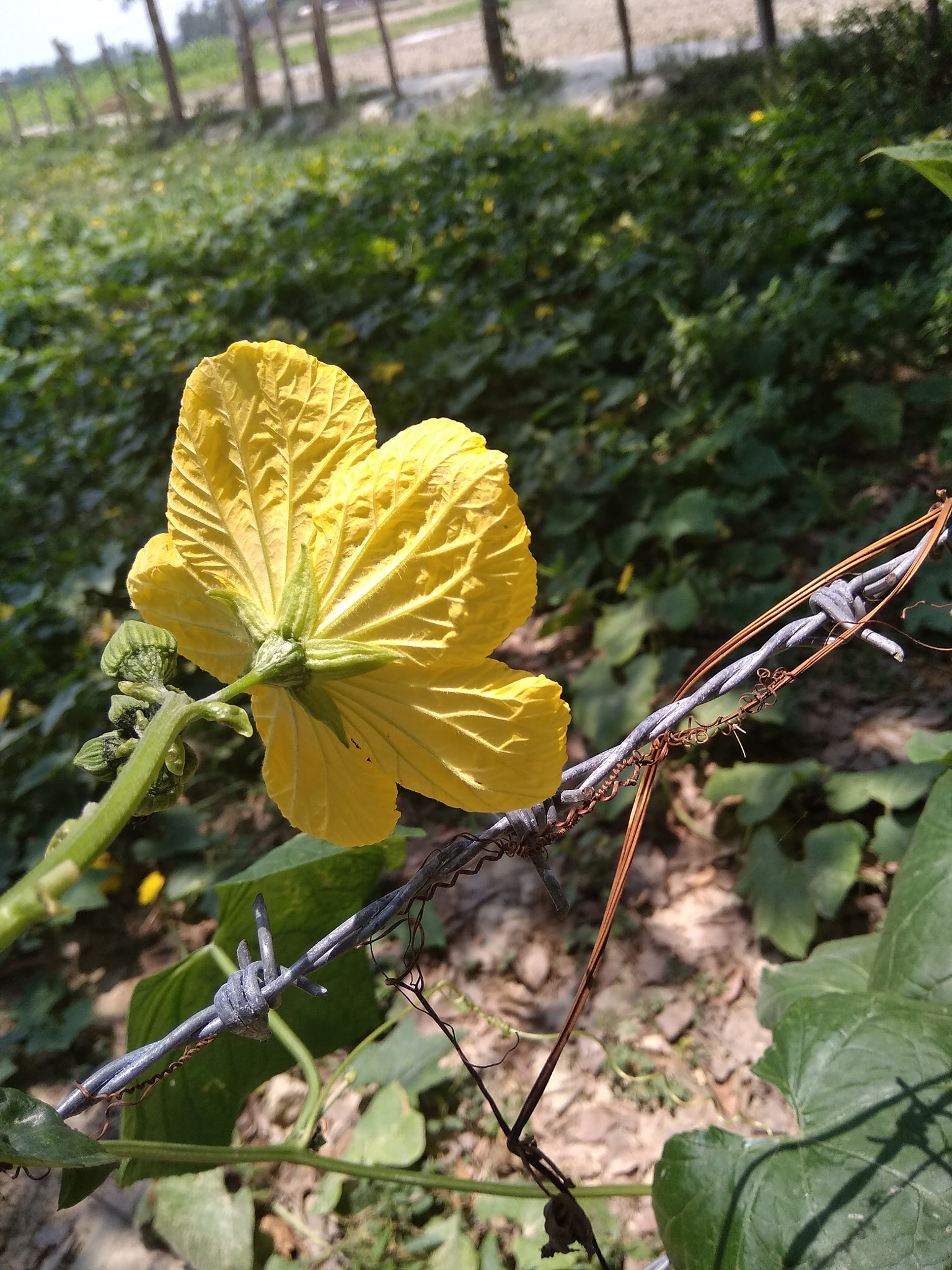 Xiaomi Redmi 5A sample photo