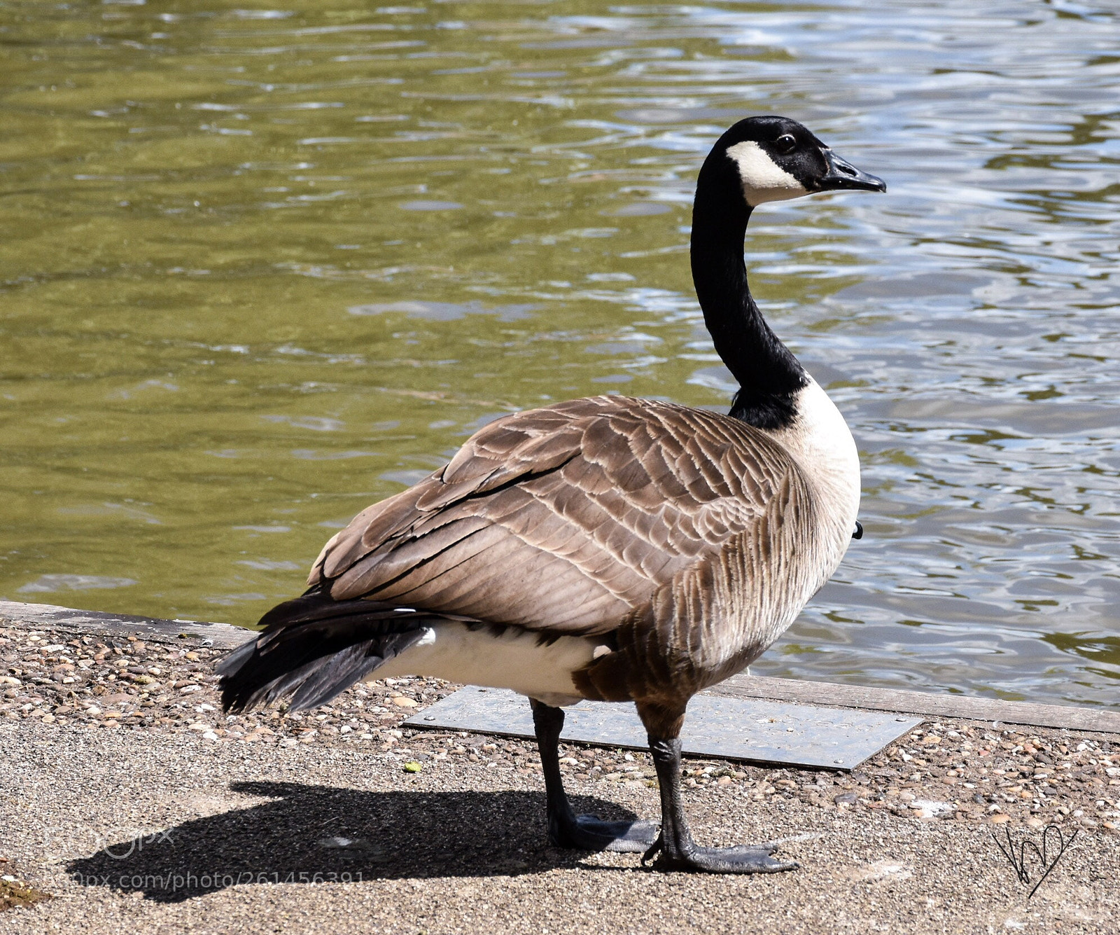 Nikon D5600 sample photo. Just watching photography