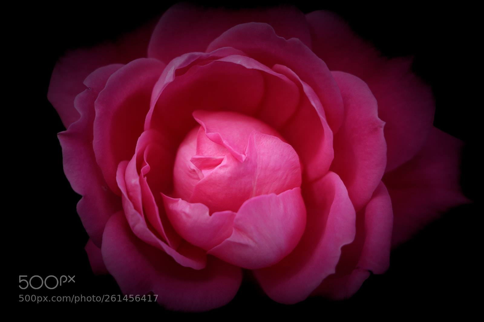 Canon EOS 80D sample photo. Pink flower photography