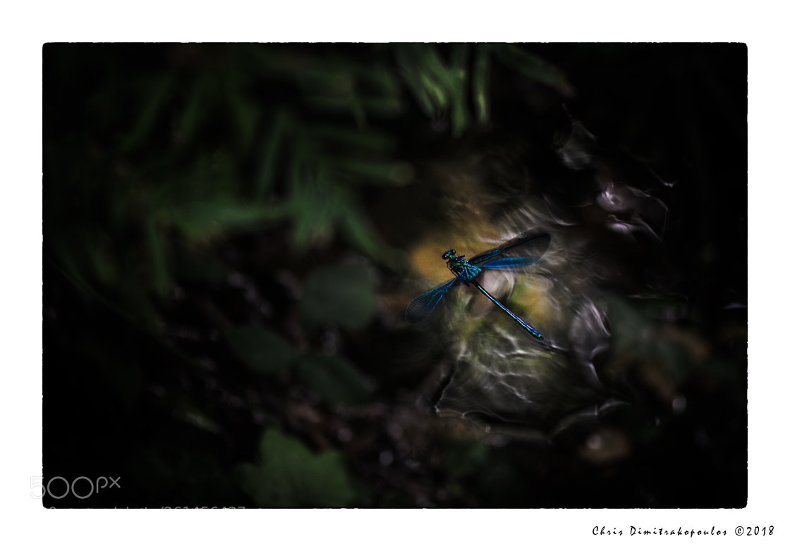 Nikon D7000 sample photo. Out of the blue photography