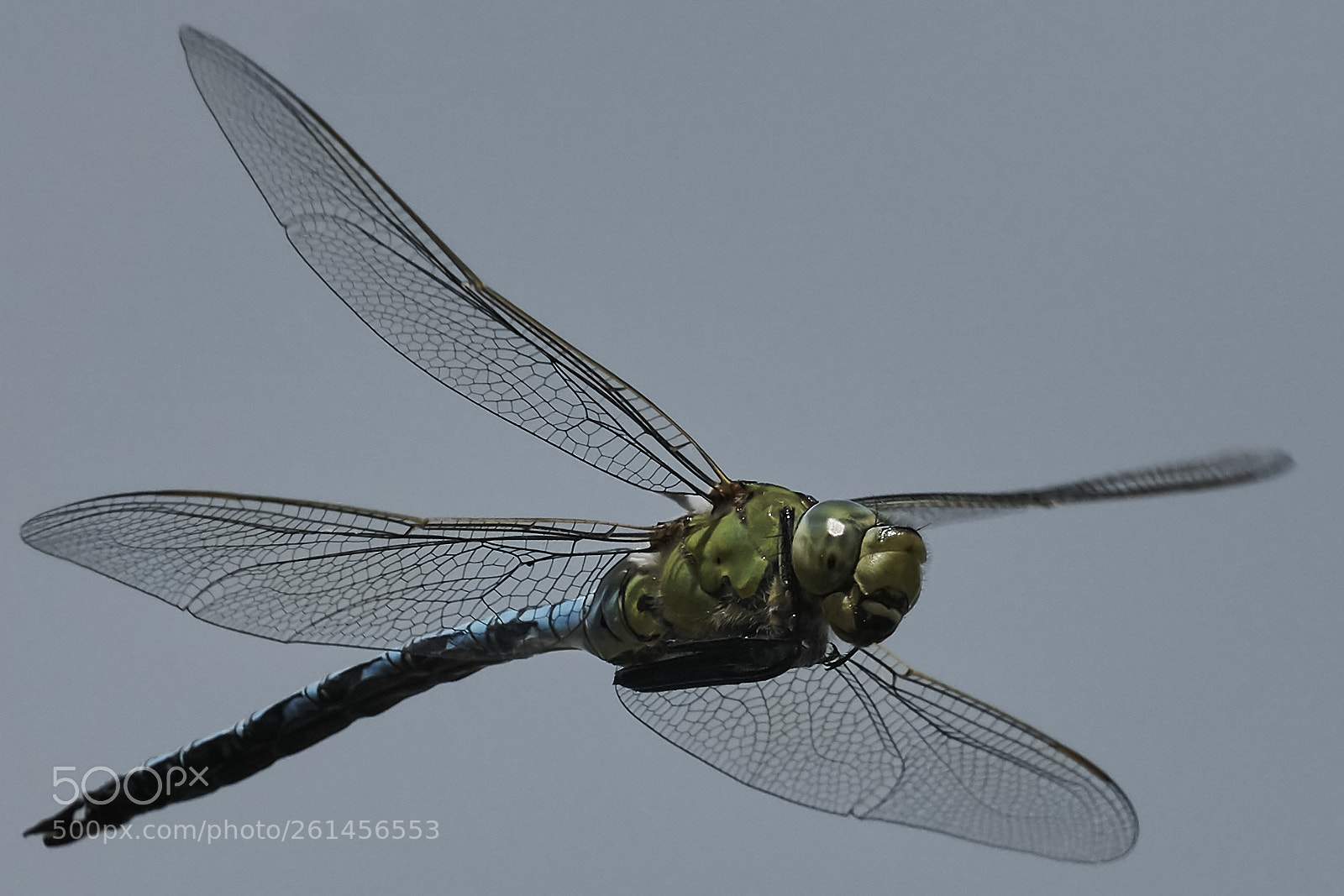 Sony a6000 sample photo. Dragonfly in flight photography