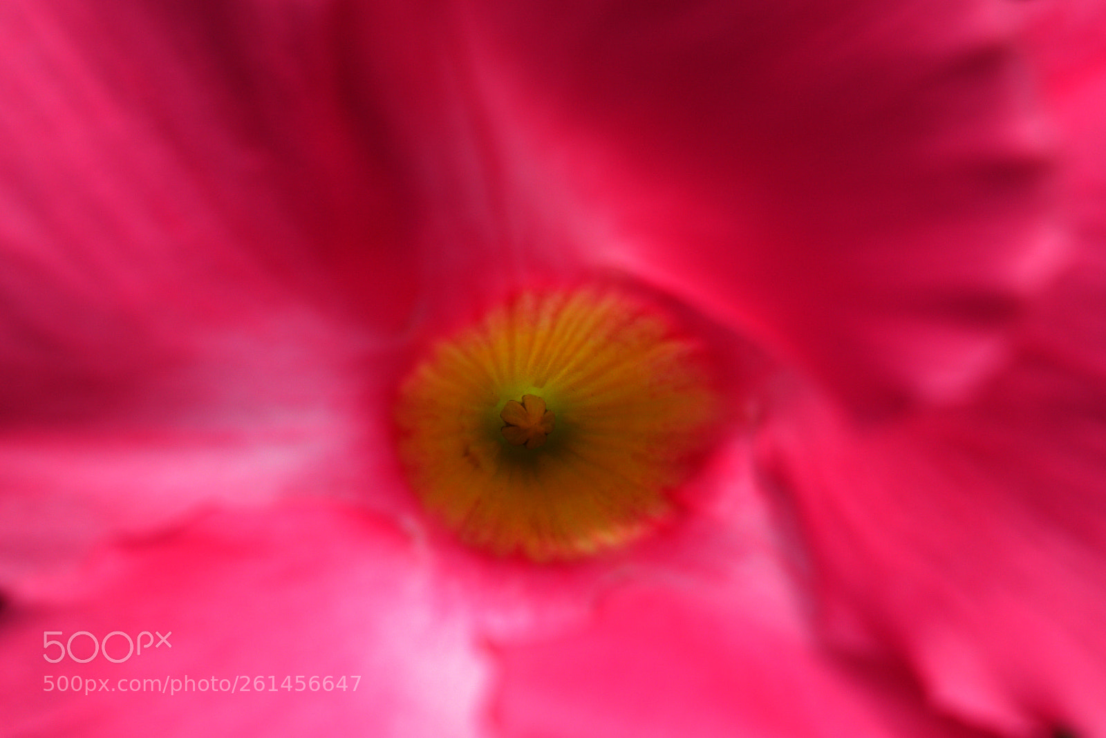 Canon EOS 80D sample photo. Floweryellow photography