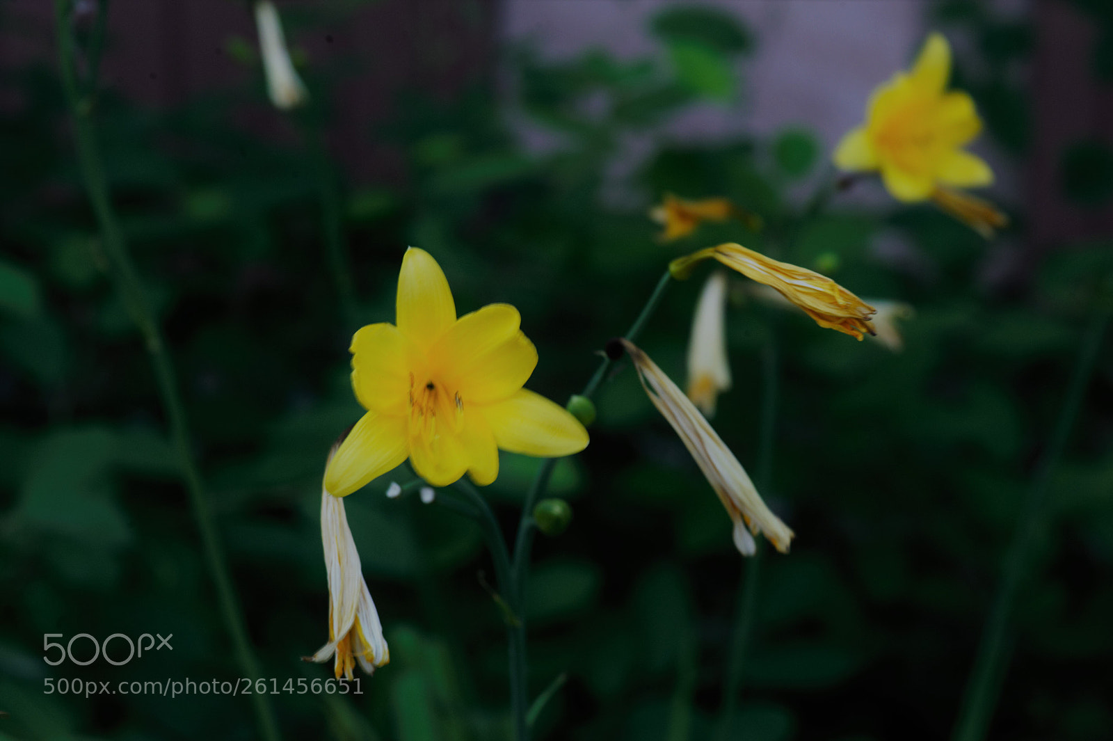 Nikon D700 sample photo. A yellow lilly blooming photography
