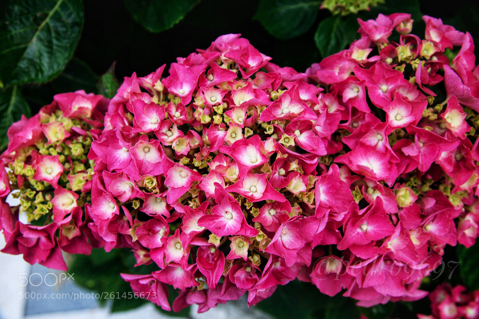 Nikon D3300 sample photo. Flores  photography
