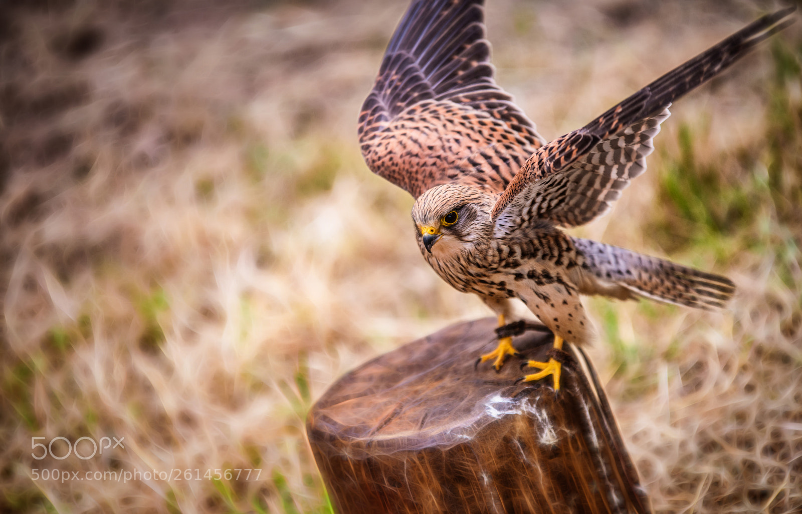 Nikon D850 sample photo. Looking forward .... photography