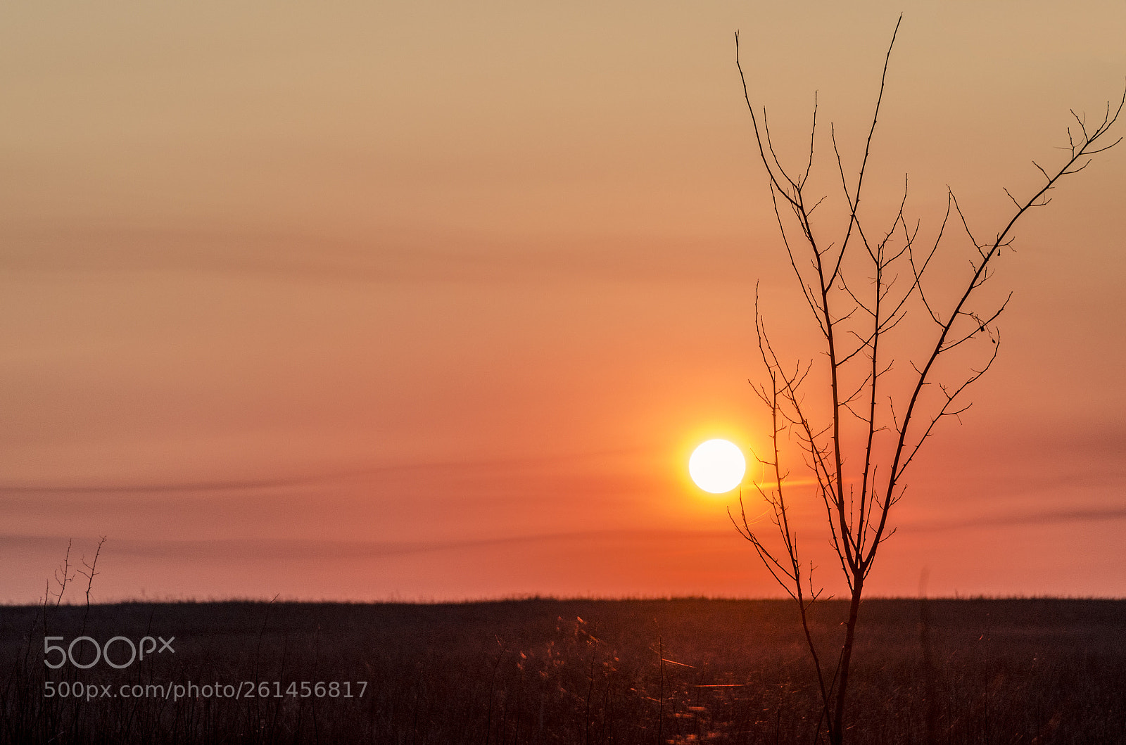 Nikon D5100 sample photo. Morning tree. photography