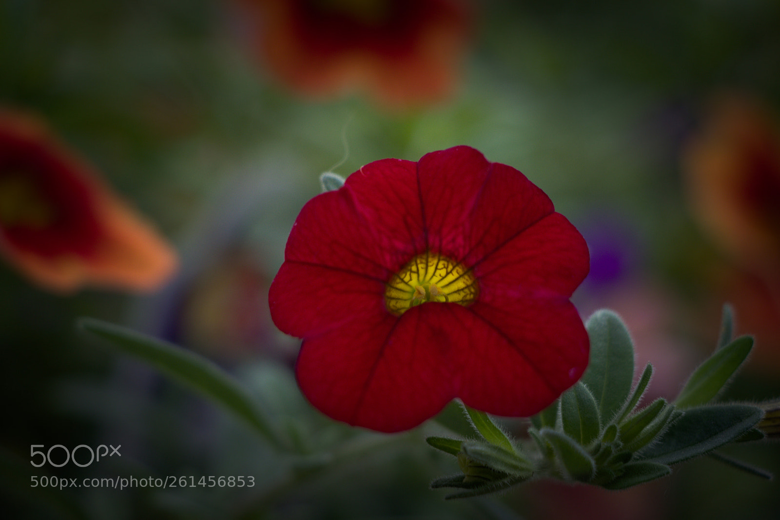 Canon EOS 80D sample photo. Flowerpx photography