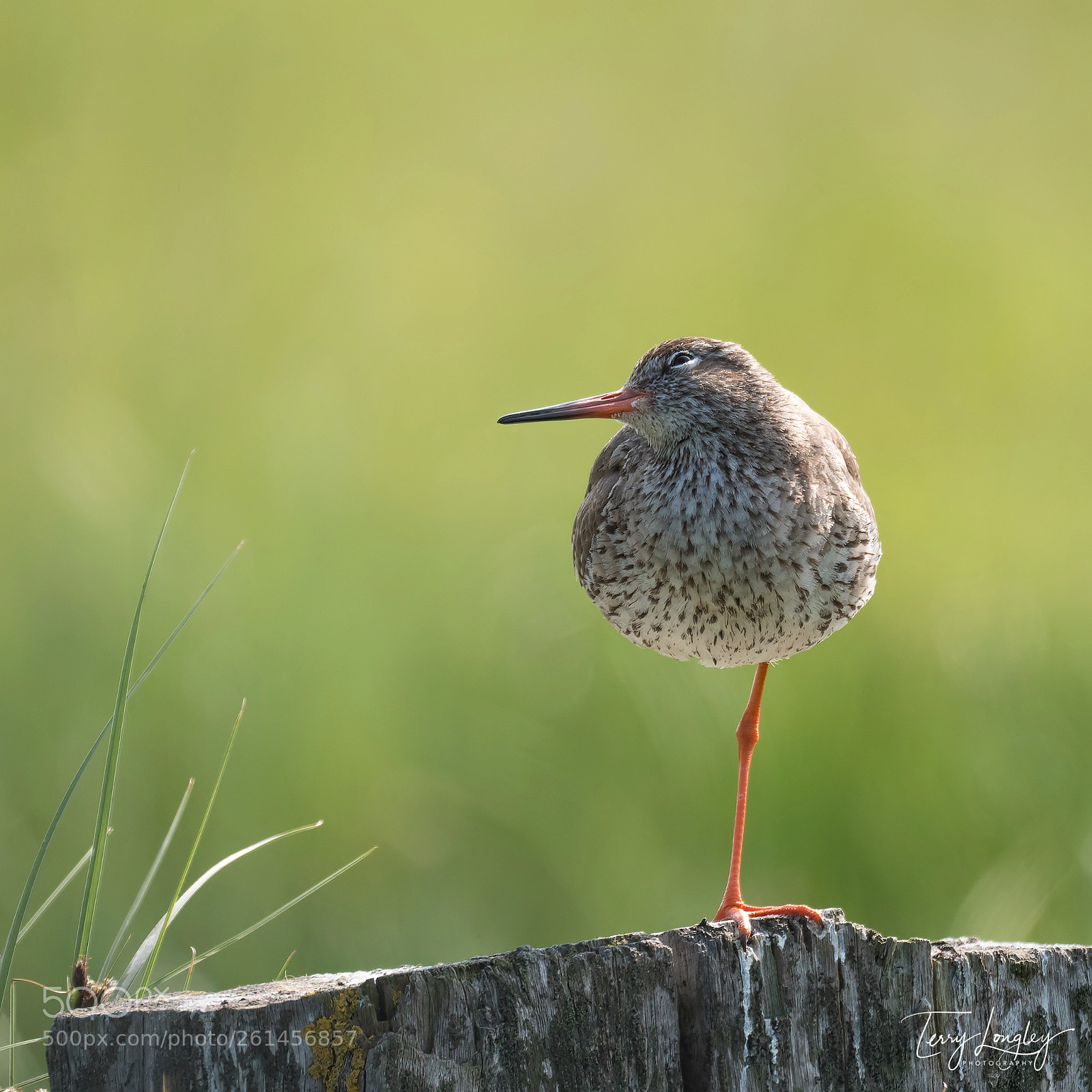 Panasonic Lumix DC-G9 sample photo. Balancing redshank photography