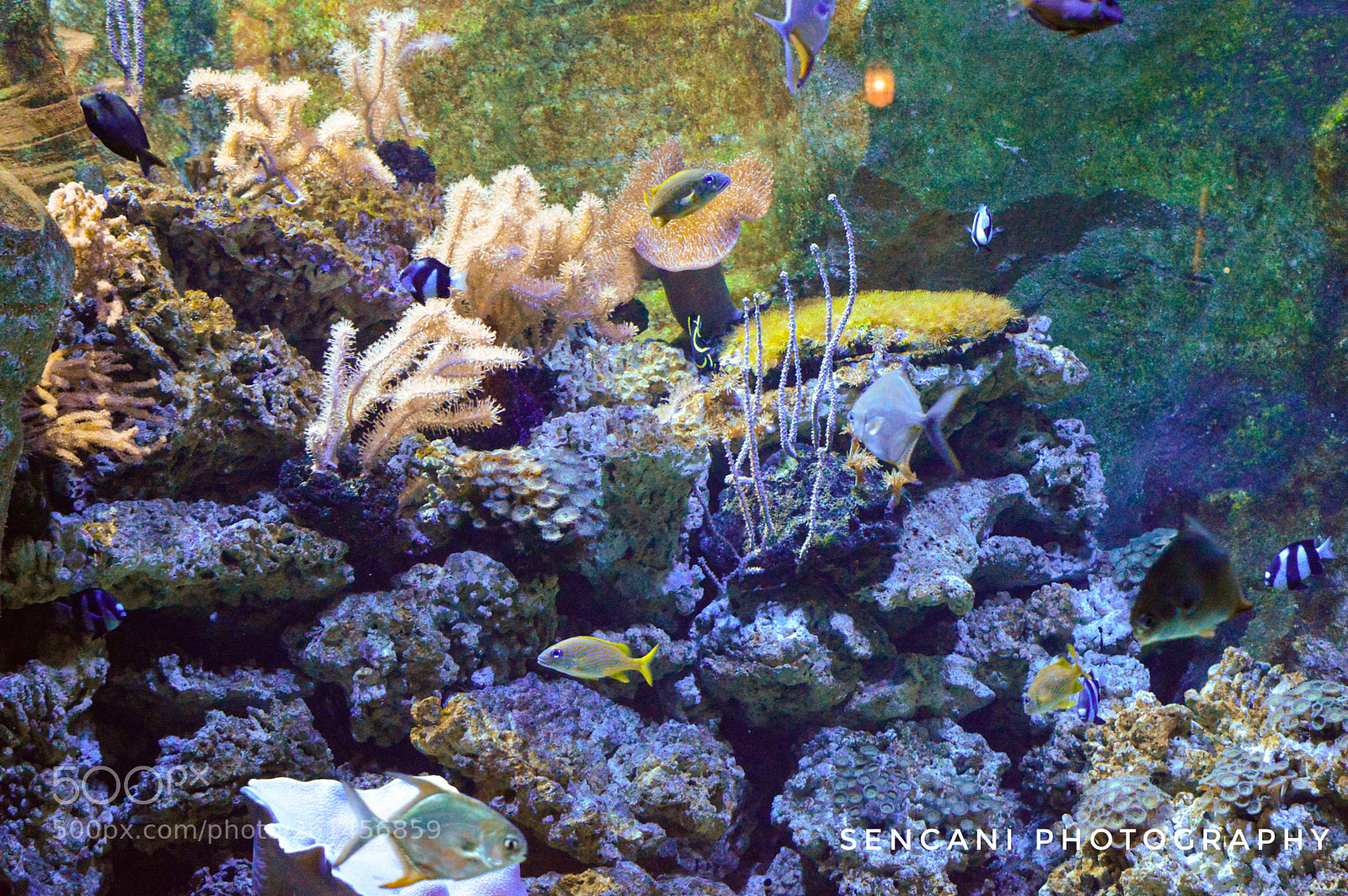 Nikon D3200 sample photo. Under the sea photography