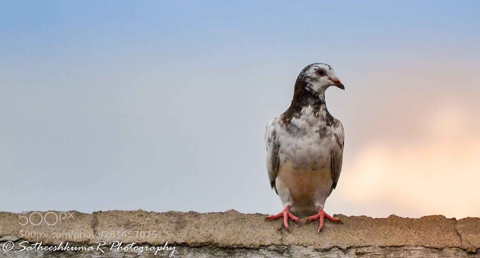 Nikon D3100 sample photo. Fearless ! photography