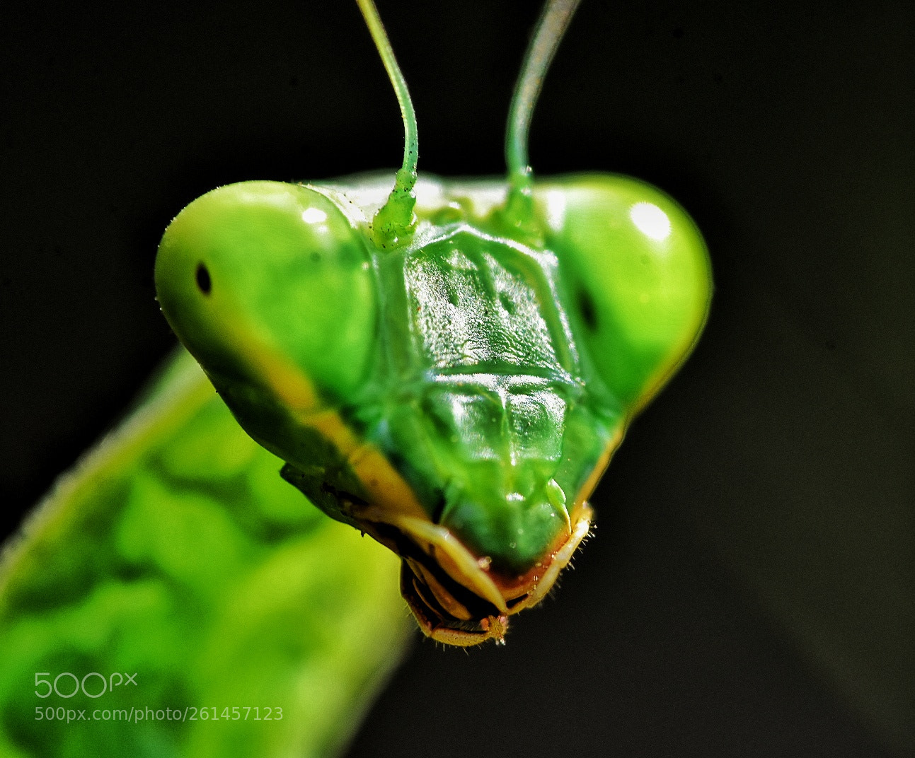 Nikon D7200 sample photo. Mentis close up photography