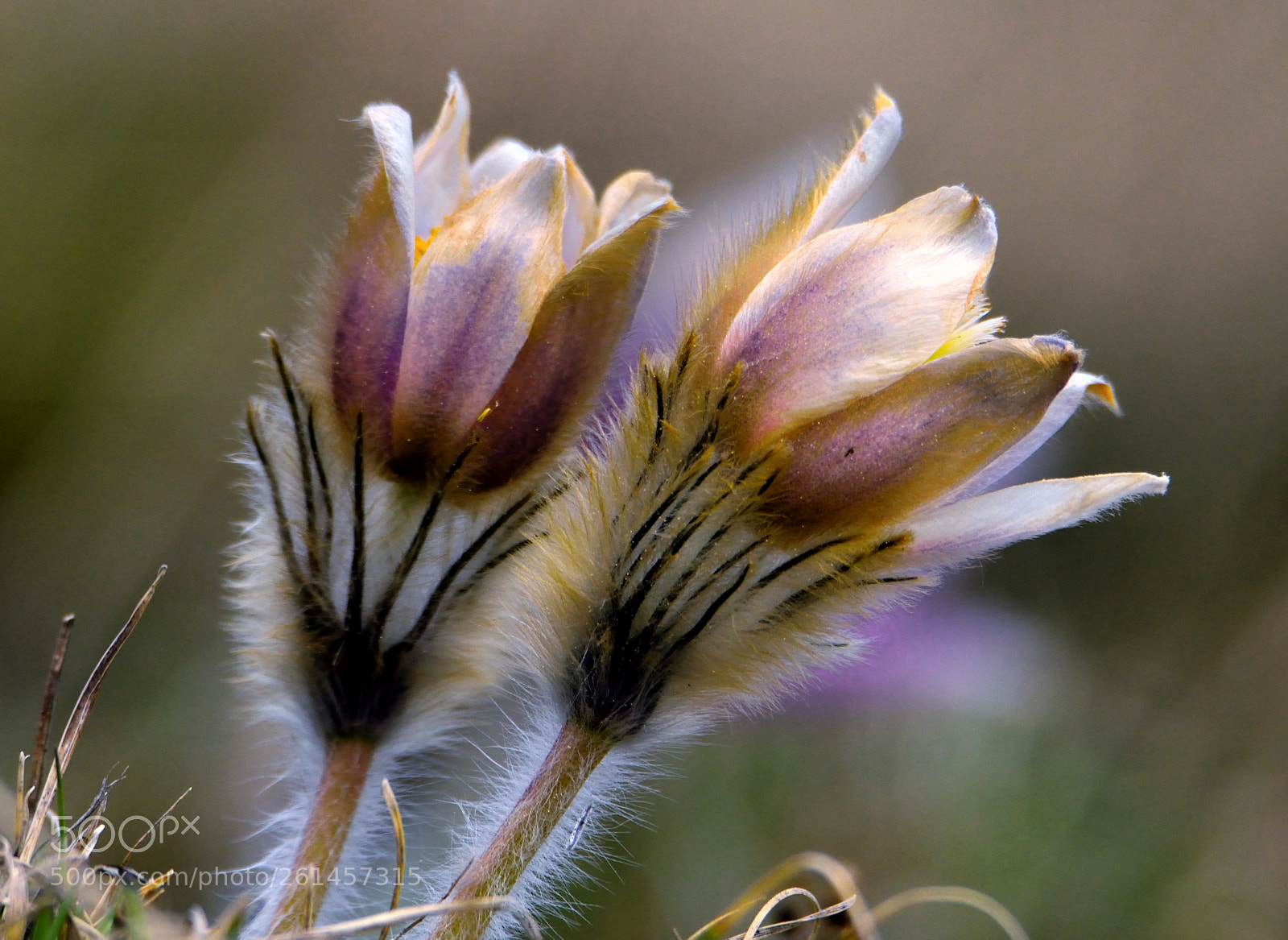 Nikon D3300 sample photo. Pulsatilla photography