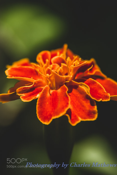 Canon EOS 60D sample photo. Orange petals photography