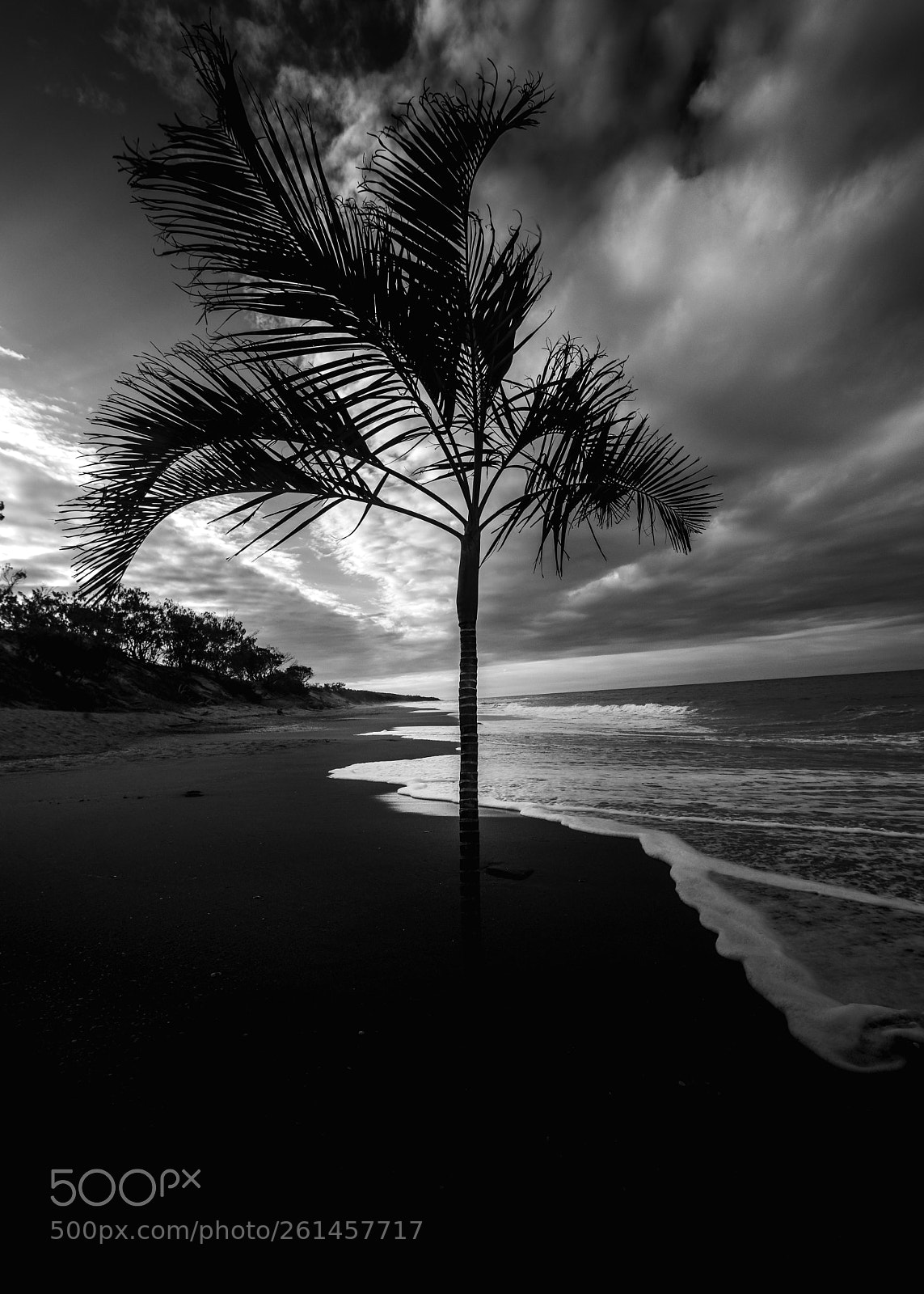 Canon EOS 77D (EOS 9000D / EOS 770D) sample photo. Beach palm photography