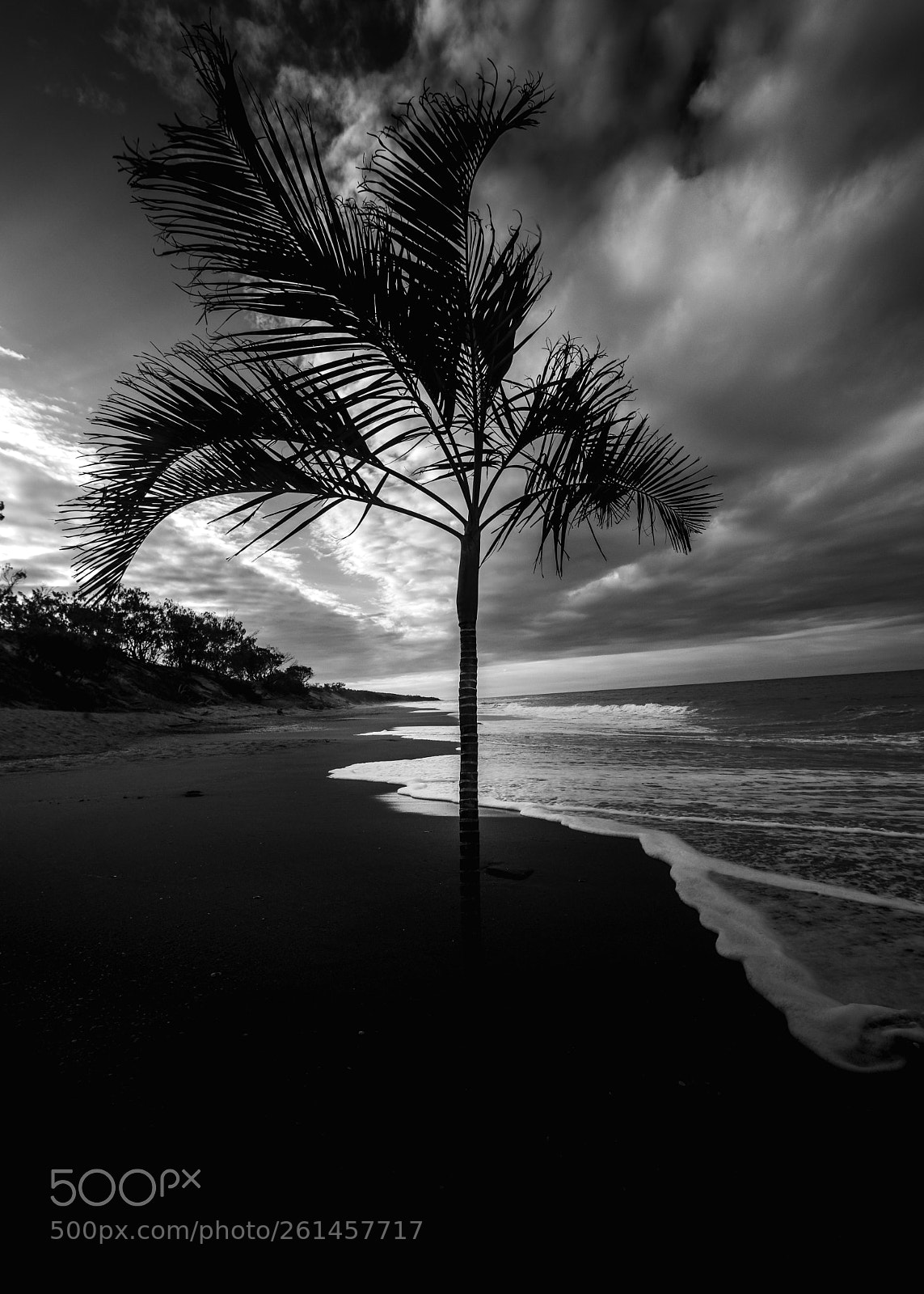 Canon EOS 77D (EOS 9000D / EOS 770D) sample photo. Beach palm photography