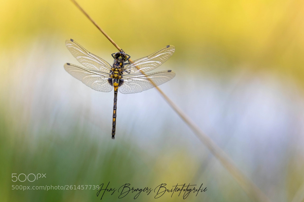 Canon EOS 5D Mark IV sample photo. White-face darter photography