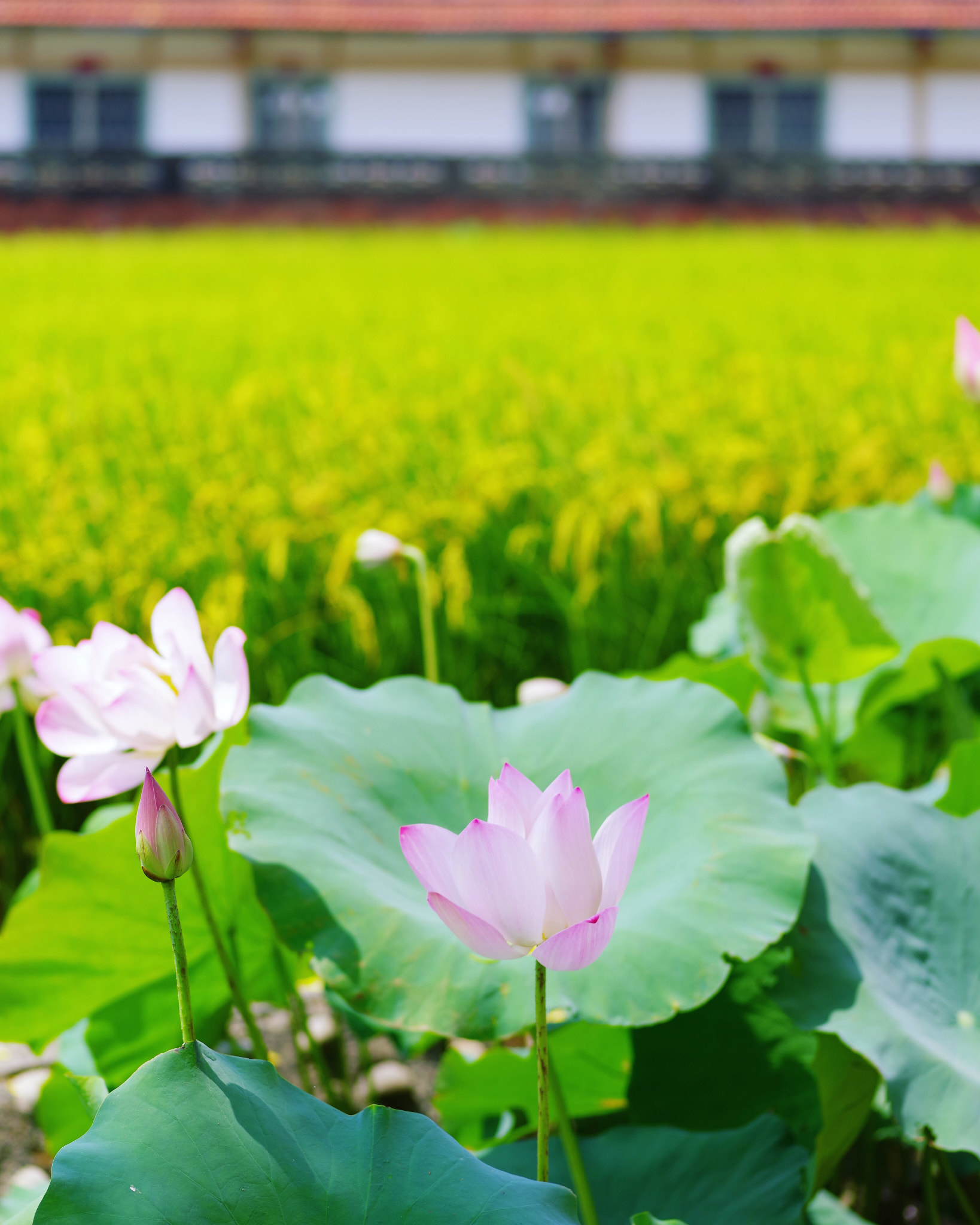 Pentax K-1 sample photo. The view from my window  photography